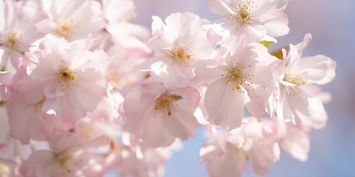 blossom 대전근교 벚꽃 캠핑장 추천