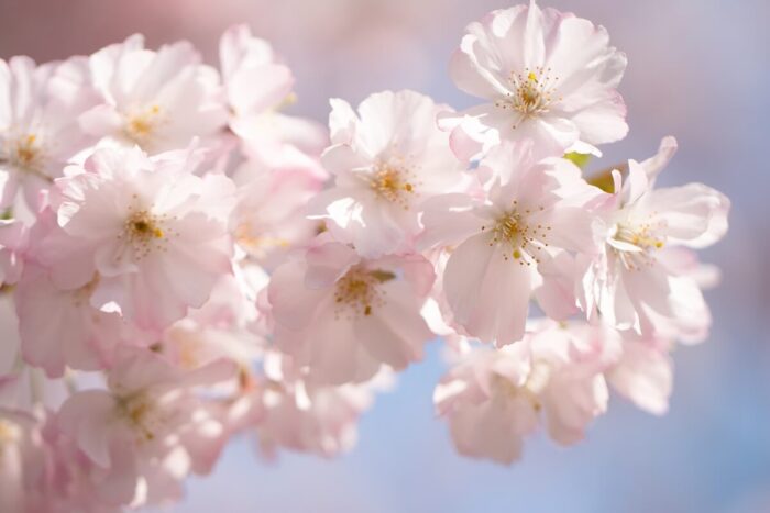blossom 대전근교 벚꽃 캠핑장 추천